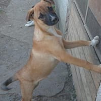 💕Svjetlana💕 sucht ihr großes Glück! 🐾, Hündin zur Adoption