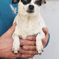 Monika, Hündin zur Adoption