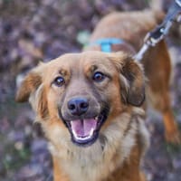 Süße Joy geht mit dir überallhin hin, Hündin zur Adoption