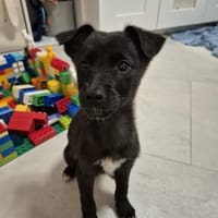 Niedliche Finja möchte ein zu Hause, Hündin zur Adoption