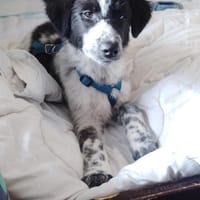 🐾❤ Marin sucht sein Für-immer-Zuhause, Hund zur Adoption