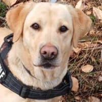 Cira, Hündin zur Adoption