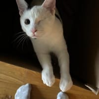 Zuhause,gesucht für Noulis, Kater zur Adoption