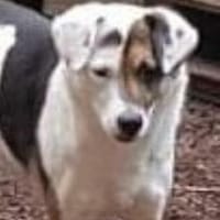 YACCI - wann eine CHANCE ?........, Hündin zur Adoption