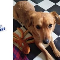 Dilon möchte Freude schenken!, Hund zur Adoption