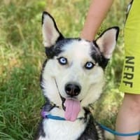 Menschenbezogener NAVARO, Hund zur Adoption