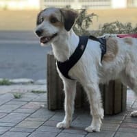 Cinderella sucht ihr Zuhause:, Hündin zur Adoption