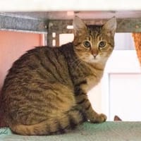 Isidor + Gasan, Kater zur Adoption