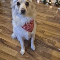 Mina möchte endlich ankommen!, Hündin zur Adoption