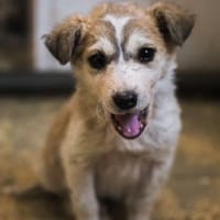 Ihre einzige Chance!, Hund zur Adoption