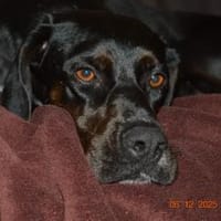 Hübsche Aria sucht, Hündin zur Adoption