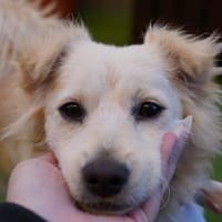 Dolly - kluge Hündin sucht Hundekumpel, Hündin zur Adoption