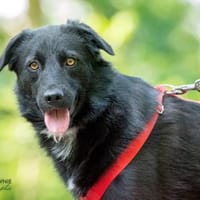 Albertina, Hündin zur Adoption