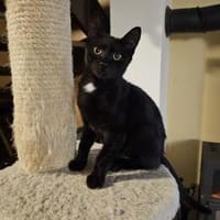 Laszlo - kleiner Mann ganz groß!, Kater zur Adoption