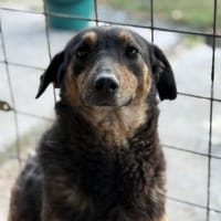 Milla - sanfte Begleiterin will ankommen, Hündin zur Adoption