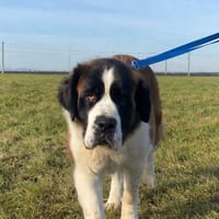 Rea - die sanfte Riesin mit Herz, Hündin zur Adoption