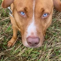 Tabea  sanfte Entdeckerin, Hündin zur Adoption