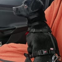Shadow - der kleine schwarze Schatten, Hund zur Adoption