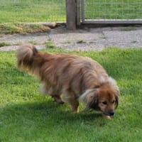 ROBY - liebevolle Fürsorge erfahren, Hund zur Adoption