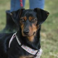 Berti, Hund zur Adoption