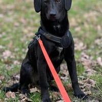 Wer schenkt Relino ein zu Hause..., Hund zur Adoption