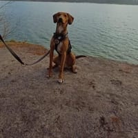 Feivel sucht ein liebevolles Zuhause, Hund zur Adoption