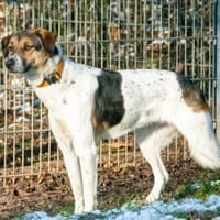 Nayra, Hündin zur Adoption