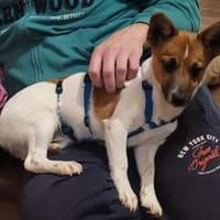 Leon sucht aktive Menschen, Hund zur Adoption