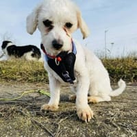 Lori - aus RO, in DE,  Heide 25746, Hündin zur Adoption