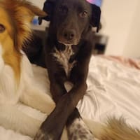 Emily Dickinson wird immer übersehen 🐾, Hündin zur Adoption