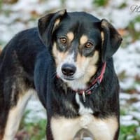 Aluna, Hündin zur Adoption