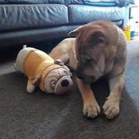 Otto, ich suche ein neues Zuhause, Hund zur Adoption