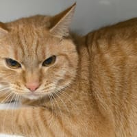 AKYRA, chat à adopter