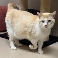 Trotinou Cab4279, chat à adopter