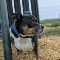 MARLEY, chien à adopter