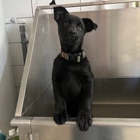 RUDOLPH, chien à adopter