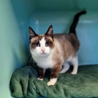 AVOINE, chatte à adopter