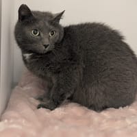 MOKA, chatte à adopter