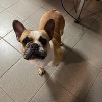 Plume, chienne à adopter