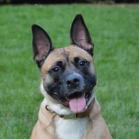 RAILEY CHAO, chienne à adopter