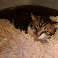 MILO, chat à adopter