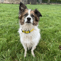 FULGA, chienne à adopter