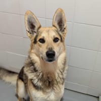 Ades, chien à adopter