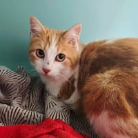 CHOUCHOU, chat à adopter