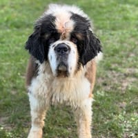 Romeo CAA14478, chien à adopter