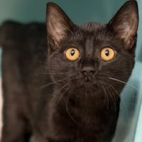 Tonka CAB4976, chatte à adopter