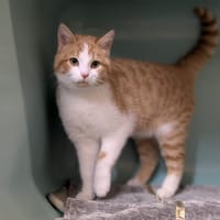 MUSE, chat à adopter