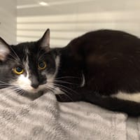 DARKO, chat à adopter