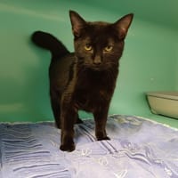 AMIDON, chat à adopter