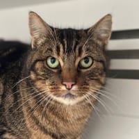 Powell, chatte à adopter